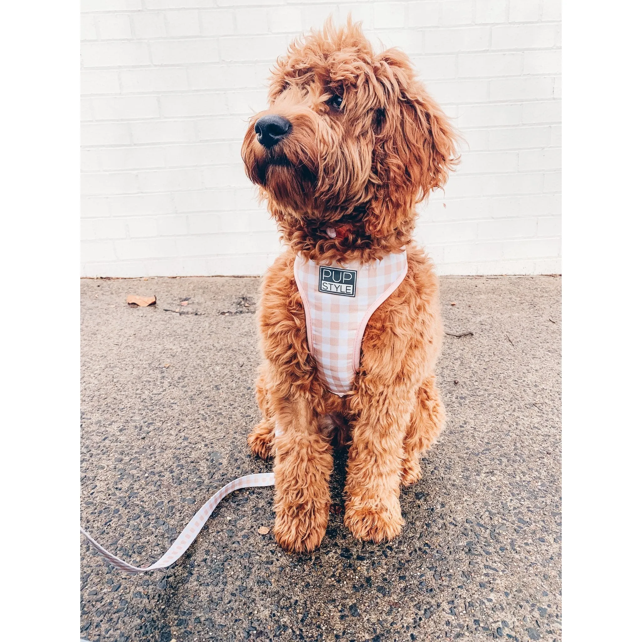 Pupstyle Suburban Creme Brulee Dog Harness Small